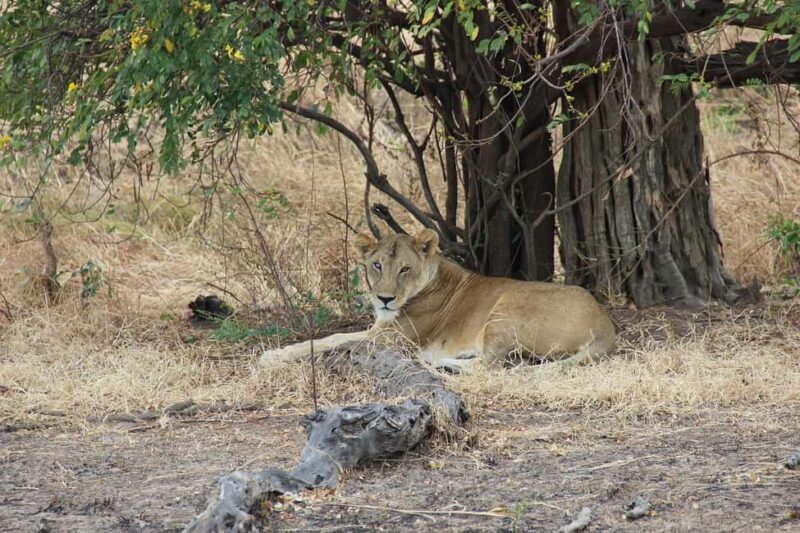 2-day 1-night safari from Zanzibar to Nyerere by flight - Practical Tips for Travelers