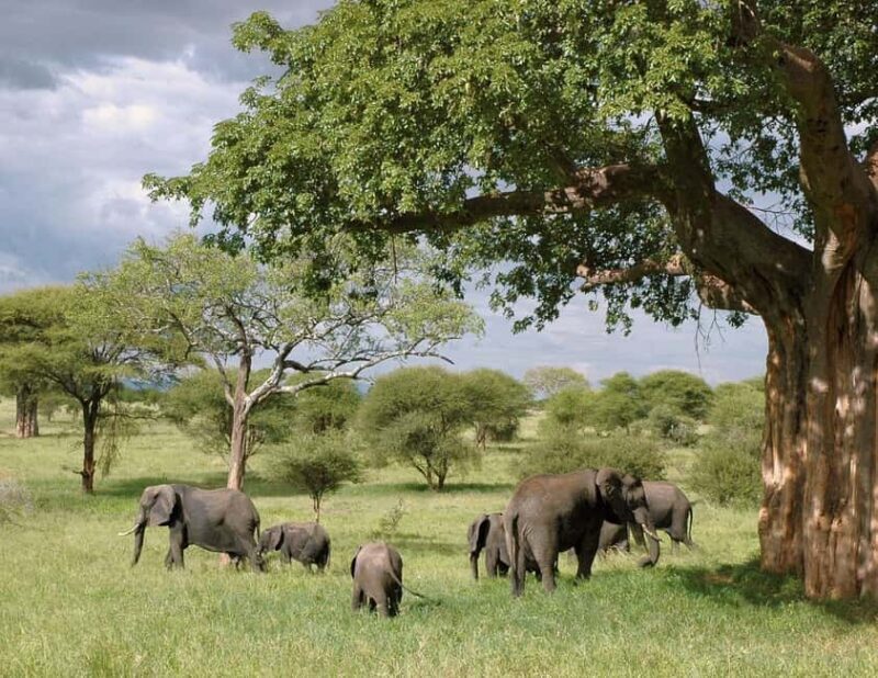 2-day 1-night to Tarangire Park & Like Manyara from Zanzibar - Key Points