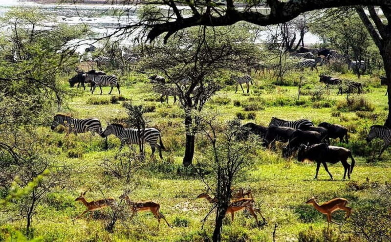 2-day 1-night to Tarangire Park & Like Manyara from Zanzibar - A Closer Look at the Itinerary