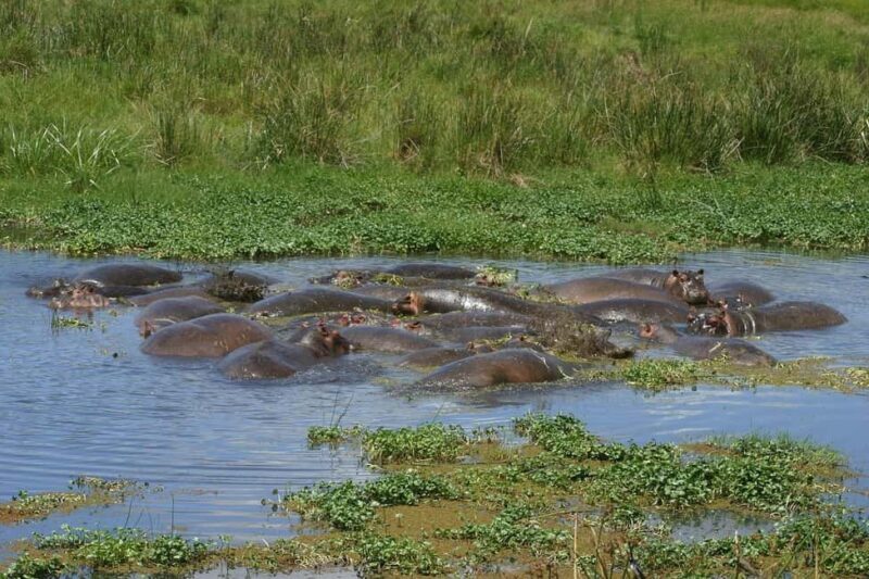 2-day 1-night to Tarangire Park & Like Manyara from Zanzibar - Considerations to Keep in Mind