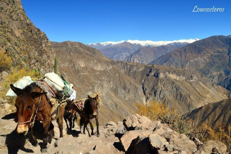 2-day-1-night-trek-colca-canyon-3