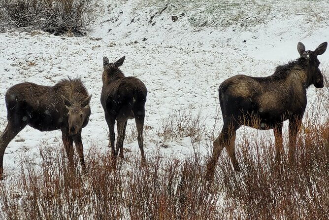 2-day-1-night-yellowstone-with-expert-guide
