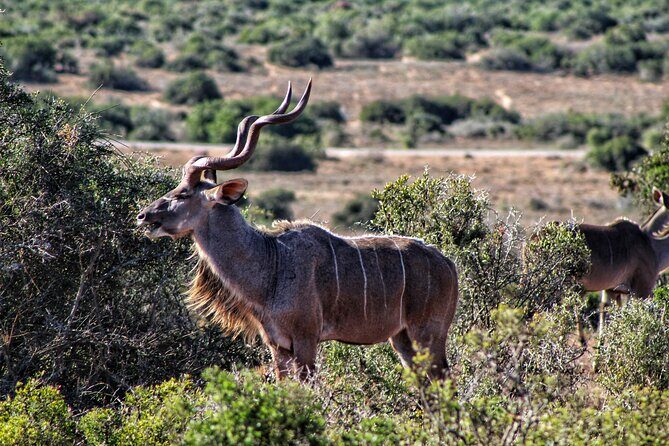 2 Day Addo Elephant Park Safari - FAQ