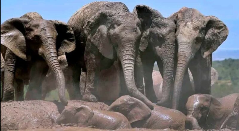 2-Day Addo Elephant Safari From Port Elizabeth - Key Points