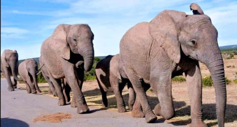 2-Day Addo Elephant Safari From Port Elizabeth - Experience Overview: What to Expect in Detail
