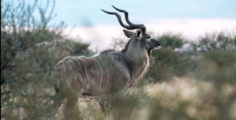 2-Day Addo Elephant Safari From Port Elizabeth - Final Thoughts: Is This Tour Worth It?