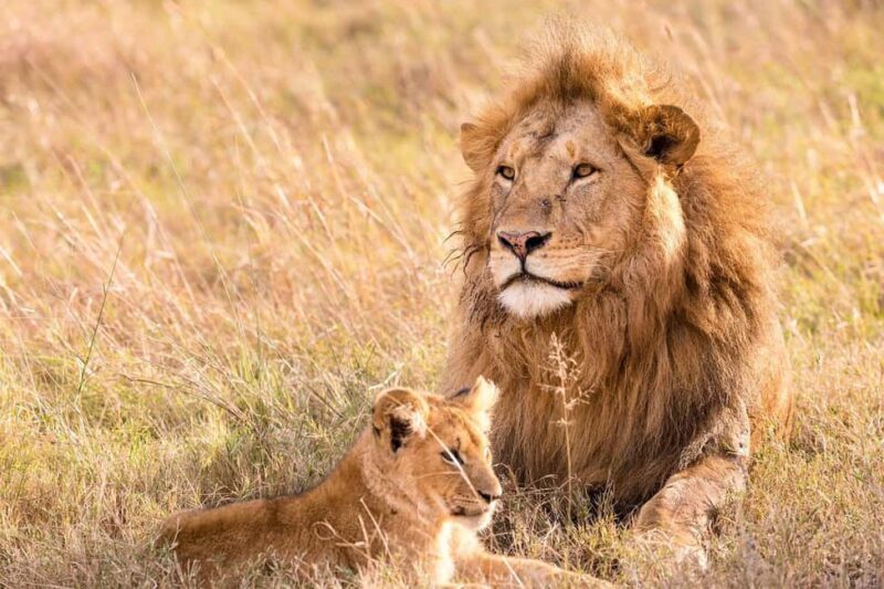 2-day adventures to Mikumi by luxury train from Dar-es-Salam - Introduction