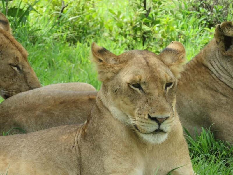 2-day adventures to Mikumi by luxury train from Dar-es-Salam - The Value of This Tour