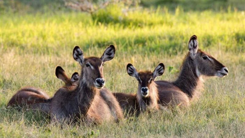 2-Day African Natural Wonders Safari - 2-Day African Natural Wonders Safari: A Genuine Look at Tanzania’s Wildlife and Wilderness