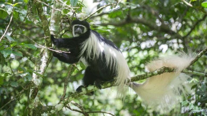 2-Day African Natural Wonders Safari - Key Points