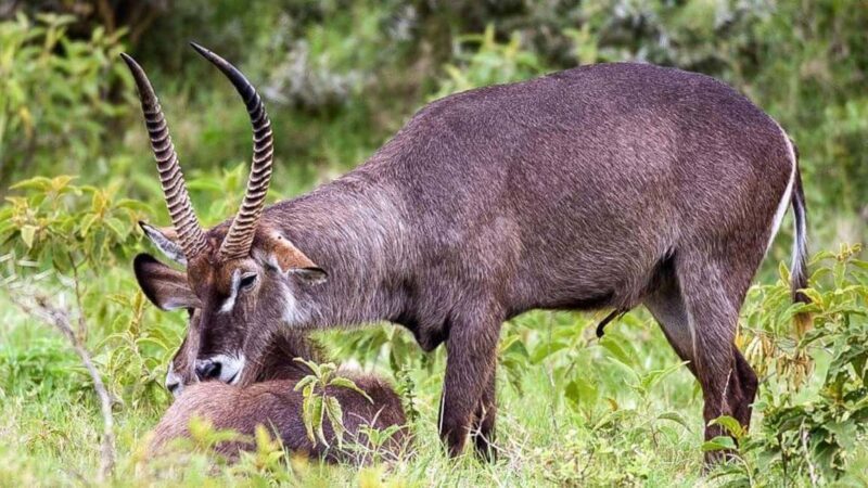 2-Day African Natural Wonders Safari - Exploring the Itinerary: Day 1 at Arusha National Park