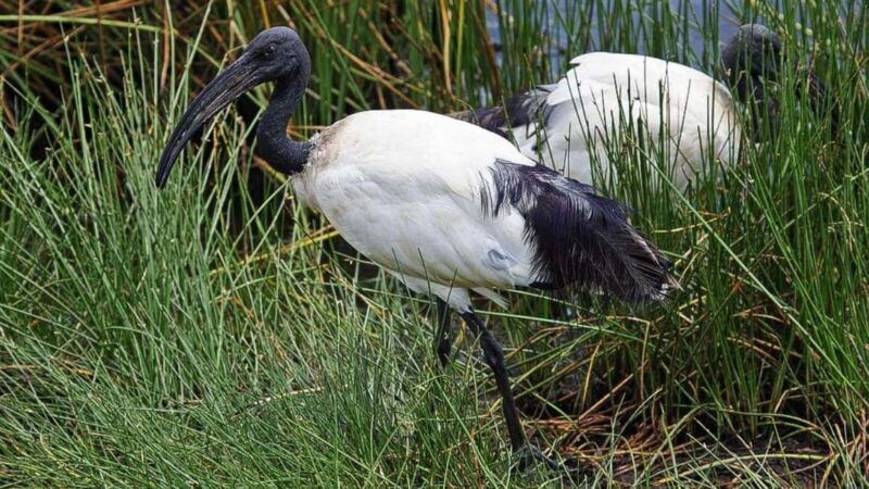 2-Day African Natural Wonders Safari - Day 2: Discovering Mkomazi National Park