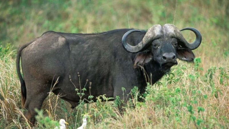 2-Day African Natural Wonders Safari - Practical Tips for Your Safari
