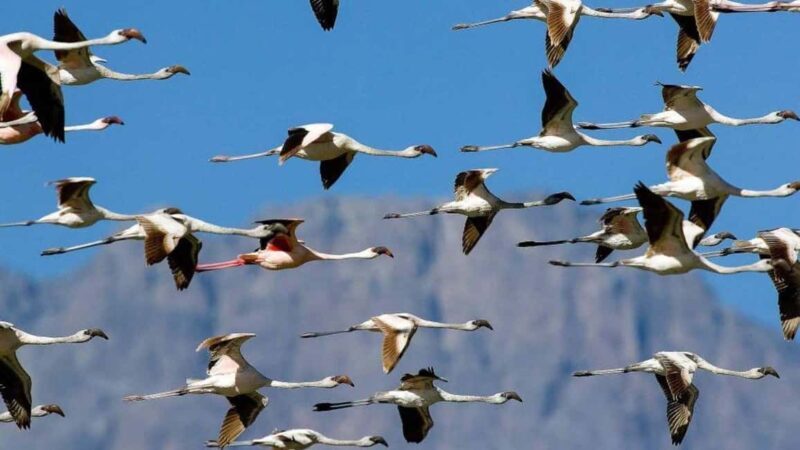 2-Day African Natural Wonders Safari - Final Thoughts: Who Is This Safari For?