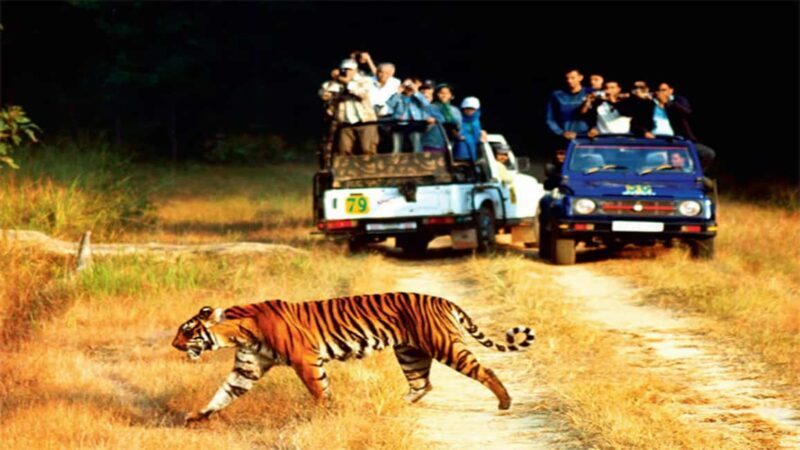 2-Day Agra and Ranthambore Tour from Delhi - Authentic Experiences and Reviews