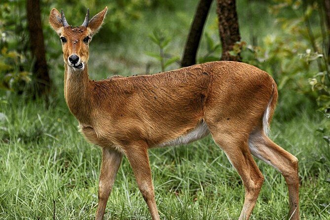 2-Day Akagera National Park Safari Adventure - What We Love About This Tour