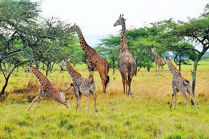 2-Day Akagera National Park Safari Adventure - Final Thoughts
