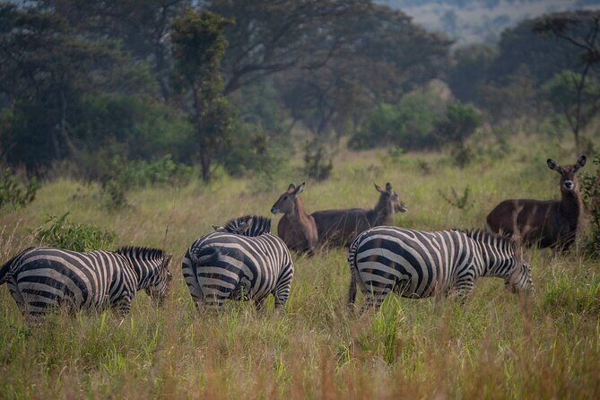 2-Day Akagera National Park Safari Adventure - FAQ