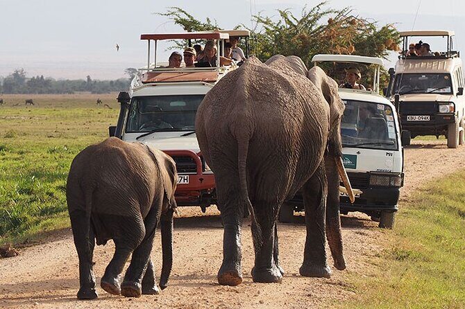 2-Day all inclusive safari to Amboseli National park from Nairobi - The Value of an All-Inclusive Safari