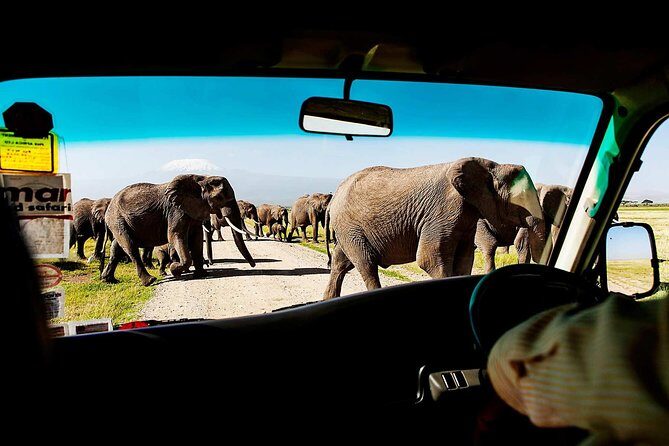 2-Day Amboseli National Park Safari- Daily Departures - Introduction