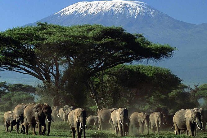 2-Day Amboseli National Park Safari- Daily Departures - Who Should Consider This Tour?