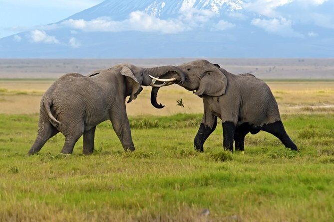 2-Day Amboseli National Park Safari- Daily Departures - The Sum Up