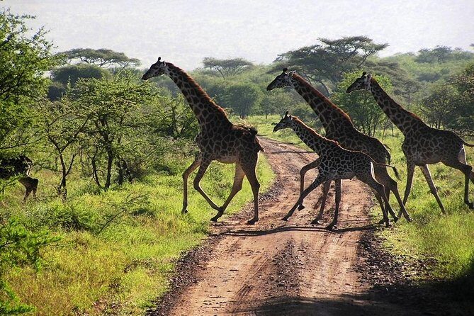 2-Day Amboseli National Park Safari- Daily Departures - FAQ