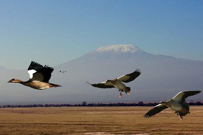 2-Day Amboseli Safari - The Value of a 2-Day Safari