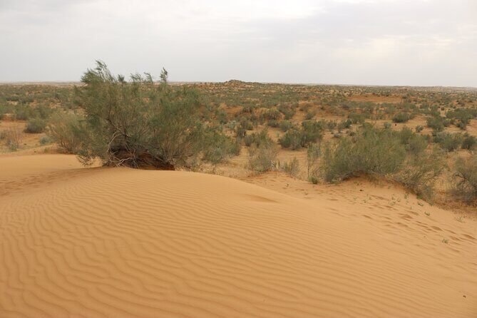 2 Day Aydar Lake Yurt Camping Tour from Bukhara - The Sum Up