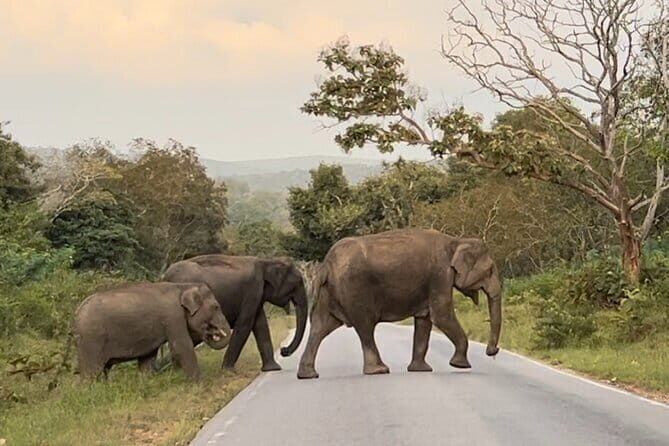 2 Day Bandipur Safari and Mysore Palace Tour - Exploring the 2-Day Bandipur Safari & Mysore Palace Tour