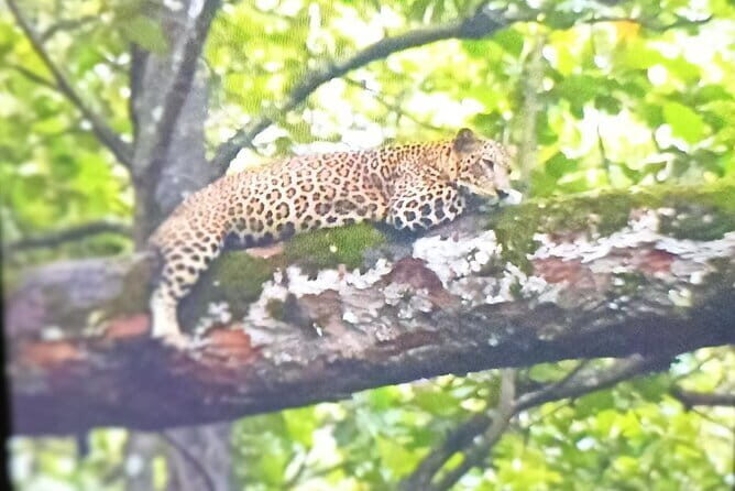 2 Day Bandipur Safari and Mysore Palace Tour - Practical Details and Value