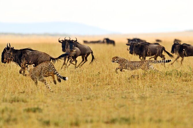 2 Day Budget Safari in Tarangire and Ngorongoro From Arusha - A Practical Guide to the Tour Experience