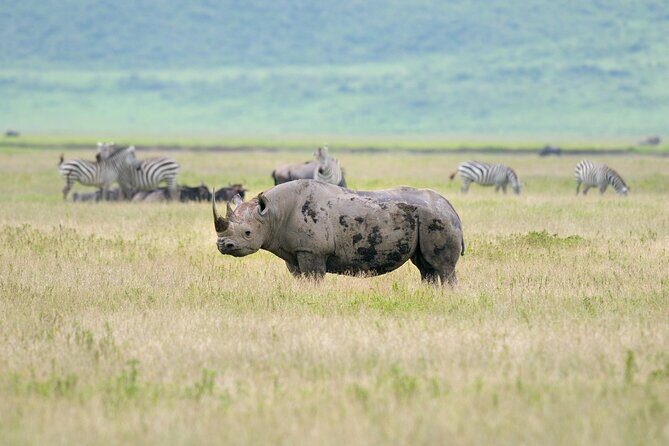2 Day Budget Safari in Tarangire and Ngorongoro From Arusha - Who Is This Tour Perfect For?