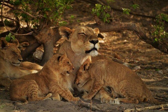 2-Day Camping Safari in Chobe National Park from Victoria Falls - Key Points