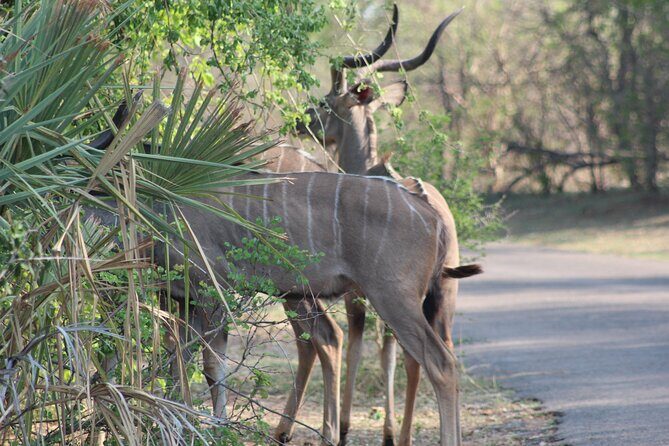 2-Day Camping Safari in Chobe National Park from Victoria Falls - Frequently Asked Questions