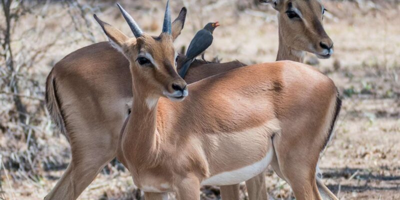 2-Day Cape Town Safari with Big 5, Penguins & Cape Agulhas - Final Thoughts: Who Is This Tour Best For?