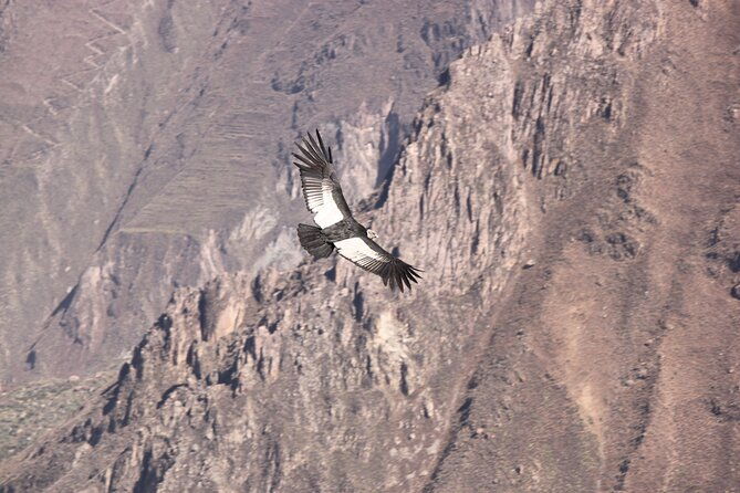 2-day-colca-canyon-vicuna-reserve-and-condors-from-arequipa