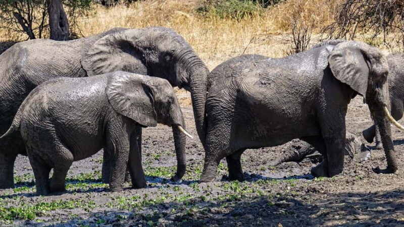 2-day comfortable safari from Dar-es-Salaam to Mikumi N Park - Key Points