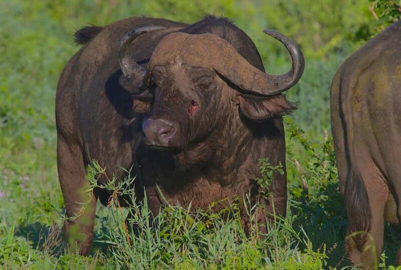 2-day comfortable safari from Dar-es-Salaam to Mikumi N Park - Mikumi National Park: A Closer Look at the Landscape