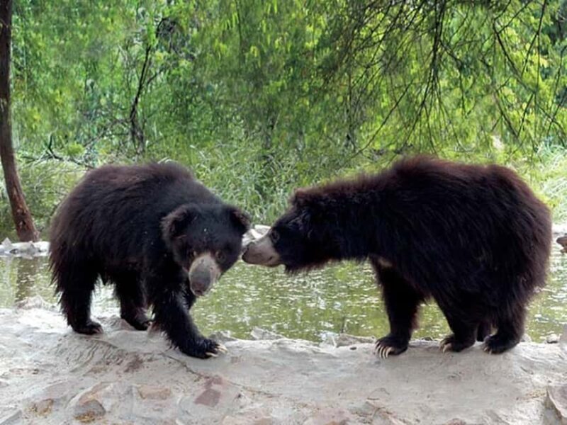 2-Day Delhi Tour with Wildlife SOS Elephant/Bear Sanctuary - Discovering Delhi and Its Wildlife Conservation Efforts: A 2-Day Tour Overview