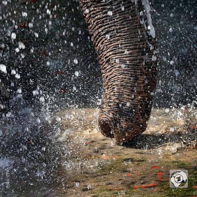 2-Day Delhi Tour with Wildlife SOS Elephant/Bear Sanctuary - Key Points