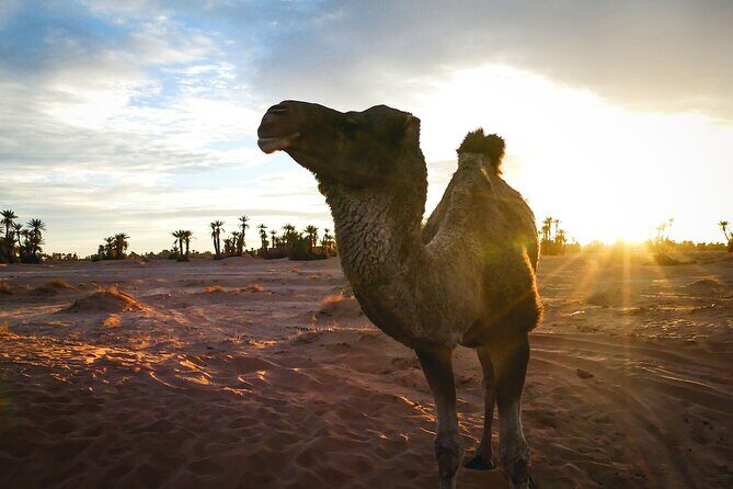 2 Day Desert Tour from Mhamid - Final Thoughts