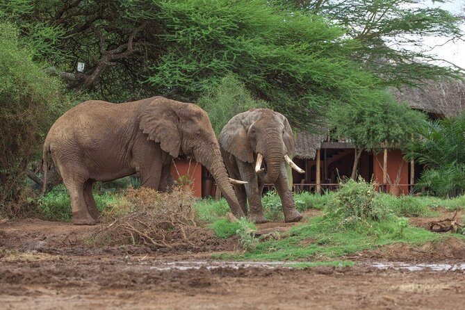 2- Day Diani to Amboseli Flying Safari - Authentic Experiences and Highlights  