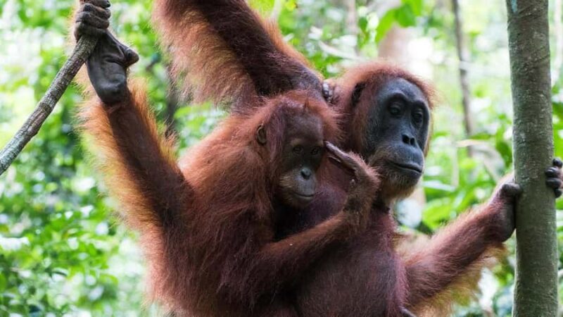 2-Day from Medan: Orangutan Bukit Lawang and Lake Toba Tour - Practical Details and Traveler Tips