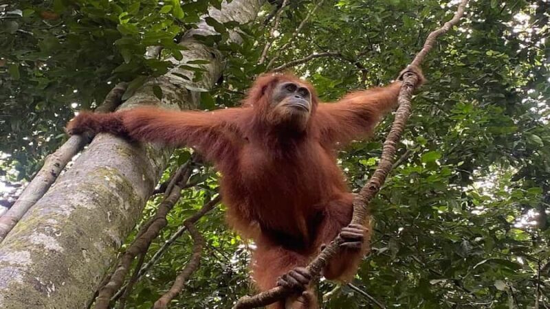 2-Day from Medan: Orangutan Bukit Lawang and Lake Toba Tour - FAQ