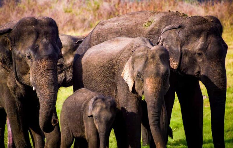 2-Day Galle to Sigiriya Tour with Minneriya Safari - Key Points