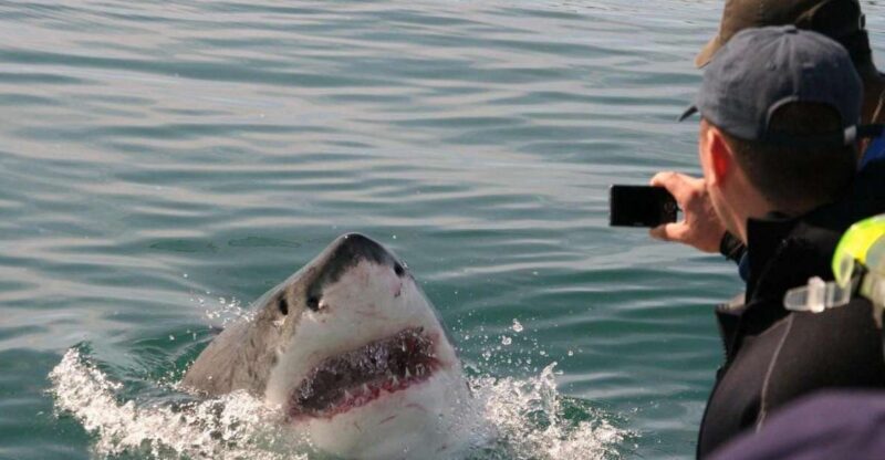 2-Day Garden Route Bungee Jump, Zipline & Shark Diving Tour - Day 2: Shark Cage Diving in Mossel Bay