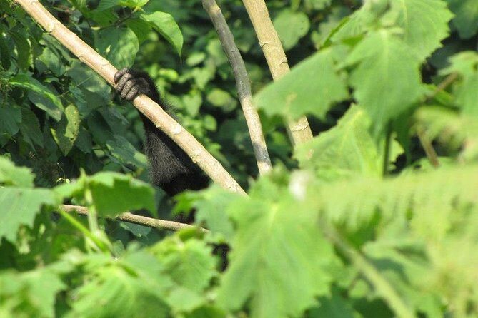 2 Day Gorilla Trekking Safari in Uganda via Kigali - Authentic Experiences from Reviews