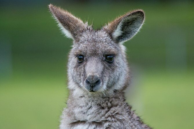 2-Day Great Ocean Road and Grampians Tour Roundtrip from Melbourne - Final Thoughts