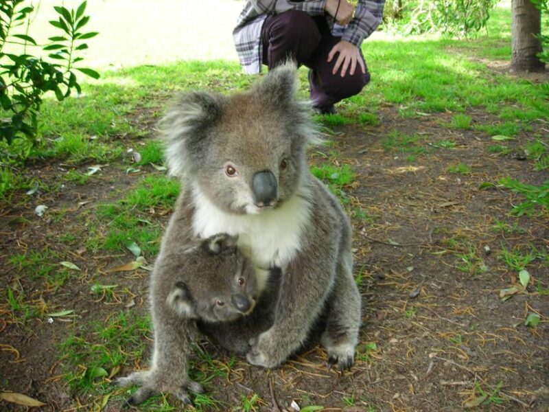 2 Day Great Ocean Road Small Group Tour - Frequently Asked Questions